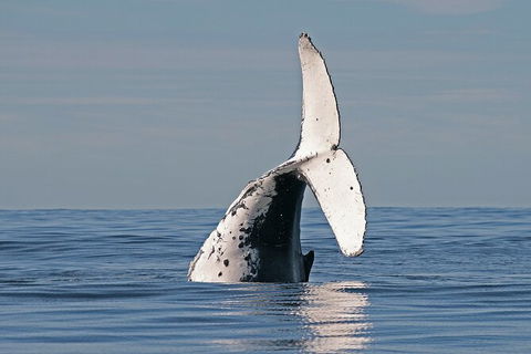 Byron Bay Whale Watching Cruise - Accommodation Sunshine Coast 3