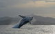 Byron Bay Whale Watching Cruise - thumb 10
