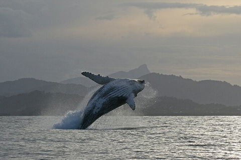 Byron Bay Whale Watching Cruise - Accommodation Sunshine Coast 10