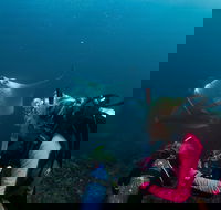 5-Hour Byron Bay Introductory Scuba Diving Tour - Accommodation Sunshine Coast