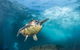 5-Hour Byron Bay Introductory Scuba Diving Tour - thumb 7