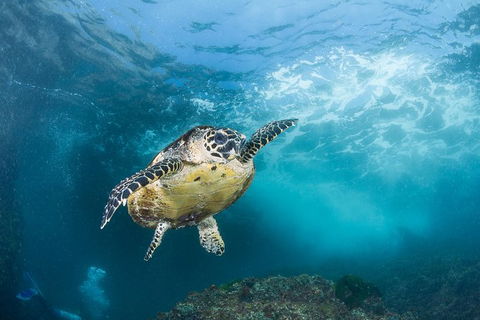 5-Hour Byron Bay Introductory Scuba Diving Tour - Accommodation Sunshine Coast 7