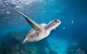 5-Hour Byron Bay Introductory Scuba Diving Tour - thumb 4