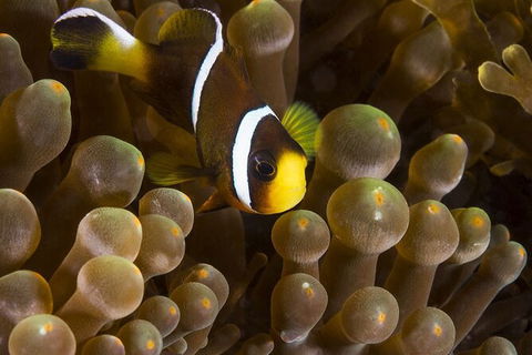 5-Hour Byron Bay Introductory Scuba Diving Tour - Accommodation Sunshine Coast 3