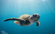 5-Hour Byron Bay Introductory Scuba Diving Tour - thumb 9