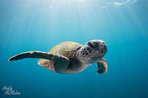 5-Hour Byron Bay Introductory Scuba Diving Tour - Accommodation Sunshine Coast 9