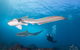 5-Hour Byron Bay Introductory Scuba Diving Tour - thumb 6