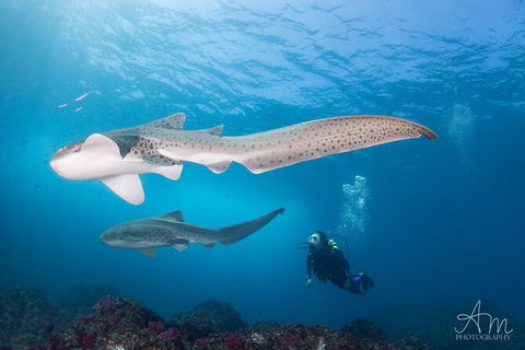 5-Hour Byron Bay Introductory Scuba Diving Tour - Accommodation Sunshine Coast 6