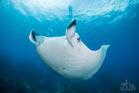 5-Hour Byron Bay Introductory Scuba Diving Tour - Accommodation Sunshine Coast 8