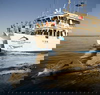 Jervis Bay Dolphin Watch Cruise - Accommodation Sunshine Coast