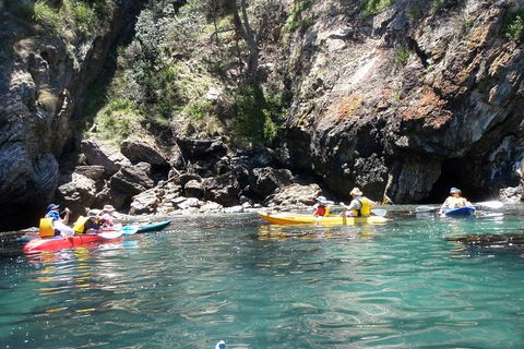Batemans Bay Glass-Bottom Kayak Tour Over 2 Relaxing Hours - Accommodation Sunshine Coast 1