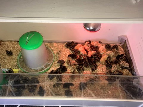 Meet The Animals - Accommodation Sunshine Coast 2