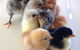 Meet The Animals - thumb 1