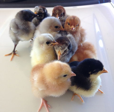 Meet The Animals - Accommodation Sunshine Coast 1