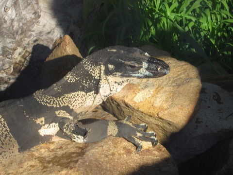 Armadale Reptile Centre - Accommodation Sunshine Coast 0