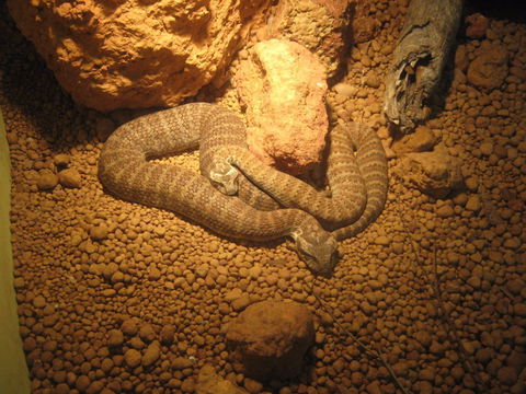Armadale Reptile Centre - Accommodation Sunshine Coast 1