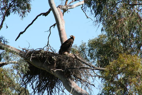 Castle Creek Reserve - Accommodation Sunshine Coast 0