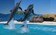 Dolphin Marine Conservation Park - thumb 0