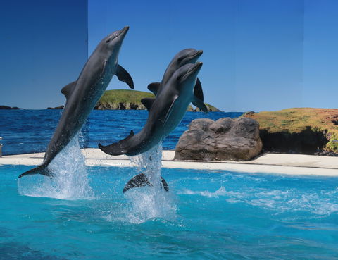 Dolphin Marine Conservation Park - Accommodation Sunshine Coast 0