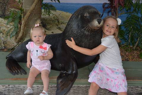 Dolphin Marine Conservation Park - Accommodation Sunshine Coast 1