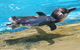 Dolphin Marine Conservation Park - thumb 2