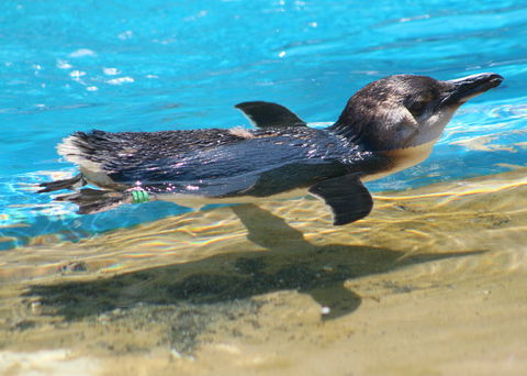 Dolphin Marine Conservation Park - Accommodation Sunshine Coast 2