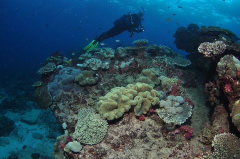 Flinders Reef Dive Site - Accommodation Sunshine Coast 2