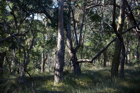 Green's Bush Long Circuit Walk - Accommodation Sunshine Coast 0