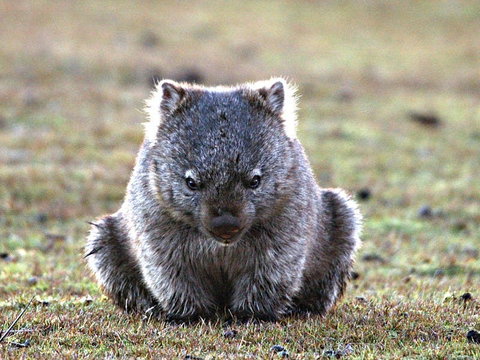 Greens Beach - Accommodation Sunshine Coast 2