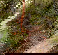 Great North walk - Brisbane Water National Park - Accommodation Sunshine Coast