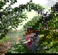Harben Vale Pick Your Own Cherries - Accommodation Sunshine Coast