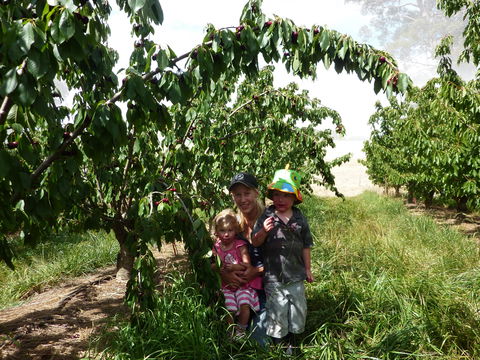 Harben Vale Pick Your Own Cherries - Accommodation Sunshine Coast 0