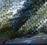 Hastings Forest Way Touring Route - Accommodation Sunshine Coast