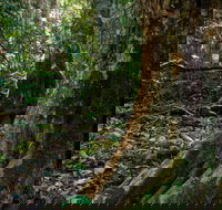 Hidden Treasure Track - Accommodation Sunshine Coast