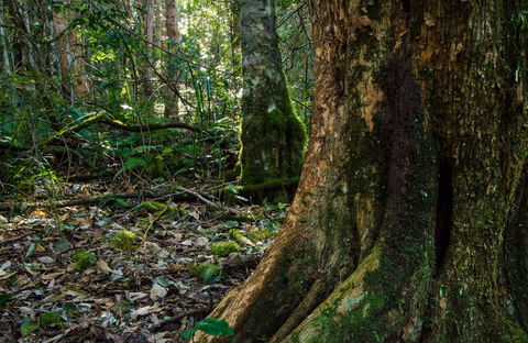 Hidden Treasure Track - Accommodation Sunshine Coast 0