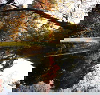 Jamieson Significant Trees - Accommodation Sunshine Coast