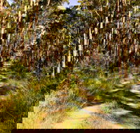 Mining Road Fire Trail Old Gibber Road Rire Trail - Accommodation Sunshine Coast