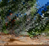 Scorpion Trail Kalamunda Mountain Bike Trails - Accommodation Sunshine Coast