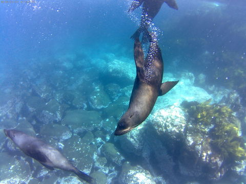 Snorkelling Montague Island - Accommodation Sunshine Coast 1
