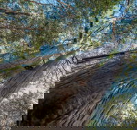 Wallumatta Nature Reserve - Accommodation Sunshine Coast