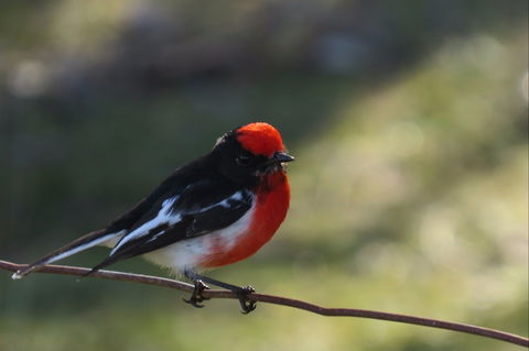 Weddin Bird Trails - Accommodation Sunshine Coast 0