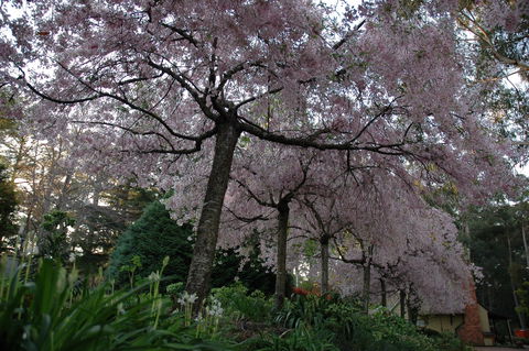 Wildwood Garden - Accommodation Sunshine Coast 0