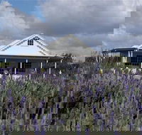 Amandine Lavender - Accommodation Sunshine Coast