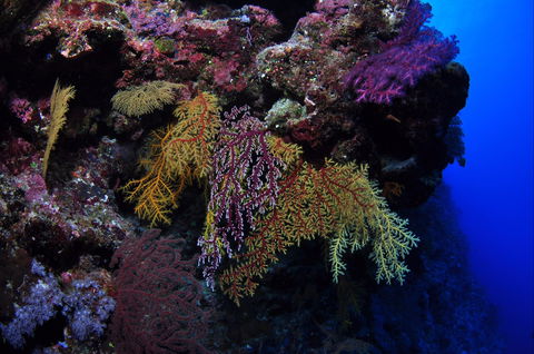 Around The Bend Dive Site - Accommodation Sunshine Coast 0