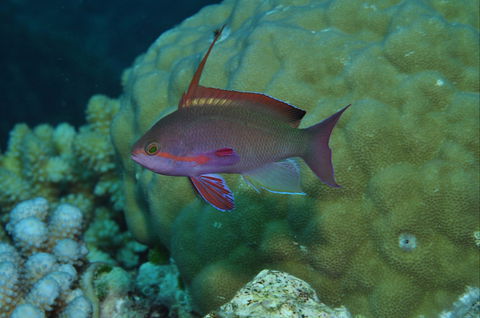 Around The Bend Dive Site - Accommodation Sunshine Coast 1