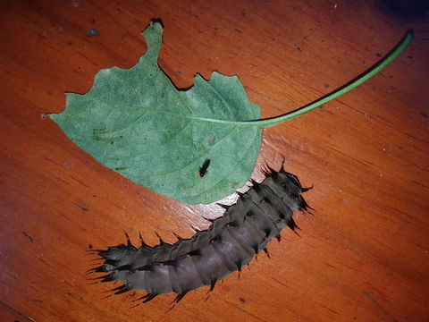 Batchelor Butterfly Farm & Pet Garden - Accommodation Sunshine Coast 0