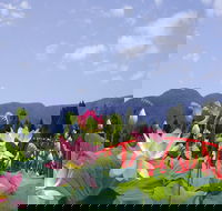 Blue Lotus Water Garden - Accommodation Sunshine Coast