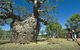 Boab Prison Tree - thumb 1