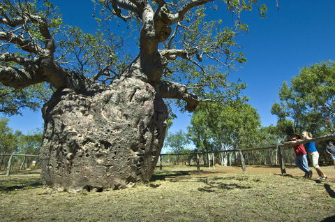 Boab Prison Tree - Accommodation Sunshine Coast 1