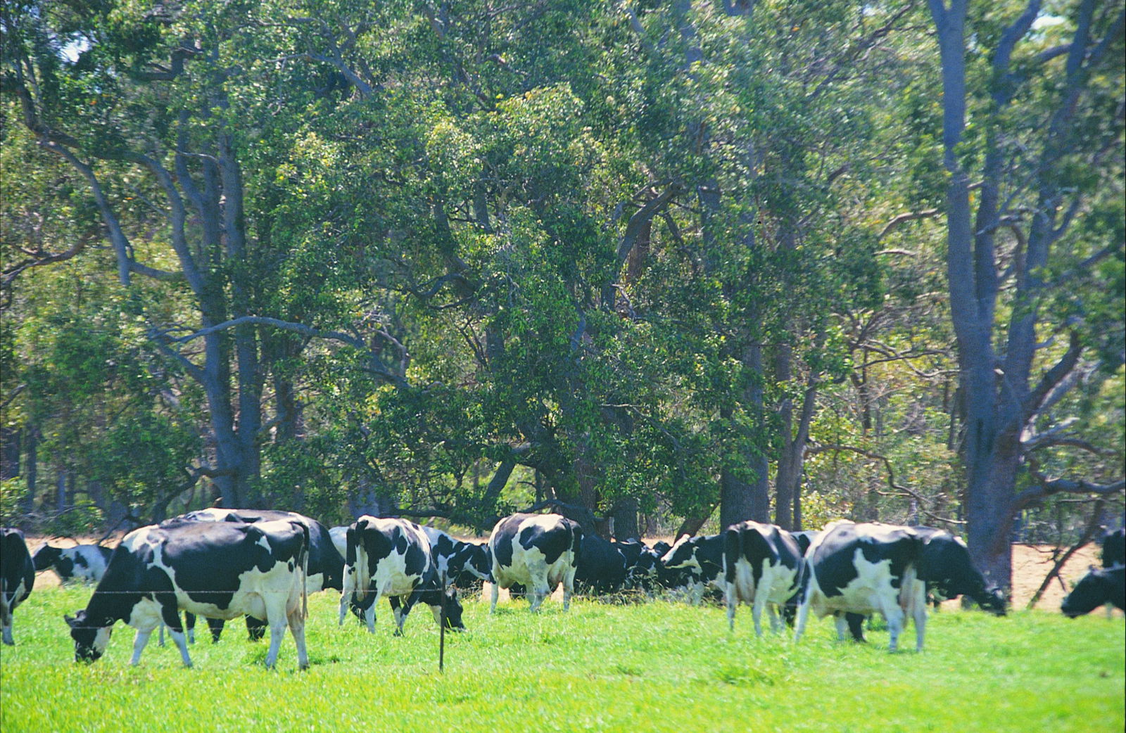 Boyanup WA Accommodation Sunshine Coast